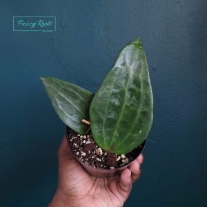 Hoya Sp