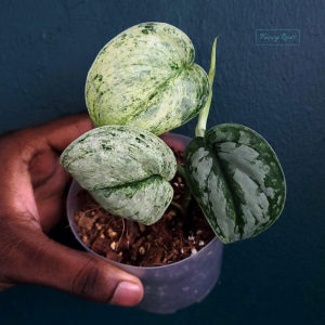 Scindapsus Peasun