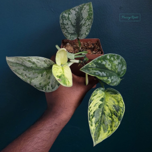Scindapsus Sp Variegated