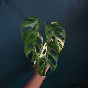 Monstera Laniata Var