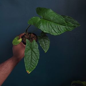 Syngonium Steyermarkii