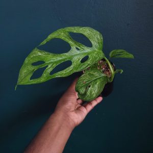 Monstera european Mint