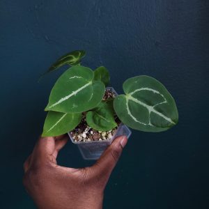 Anthurium (Crystallinum x Magnificum) x Dark Forgetii