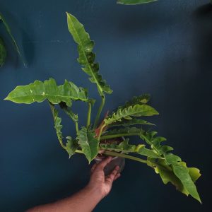 Philodendron Ring Of Fire