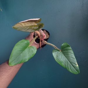 Philodendron Serpens