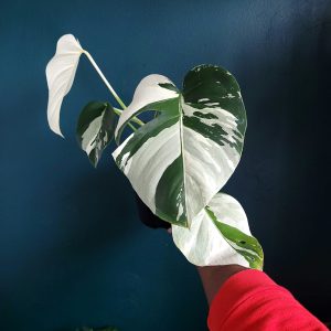 Monstera Mint
