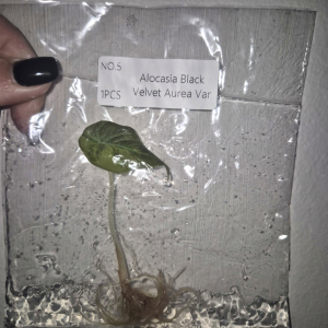 Alocasia Black Velvet Aurea Var Tissue Culture 1 PCS