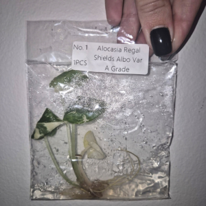 Alocasia Regal Shield Albo Var (A Grade) Tissue Culture 1 PCS
