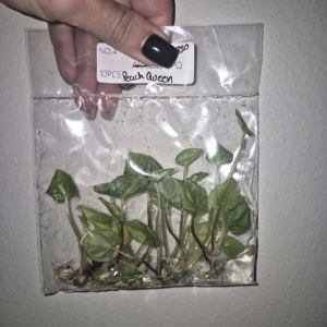 Caladium Peach Queen Tissue Culture 10 PCS