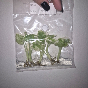 Syngonium Gold Allusion Albo Tissue Culture 5 PCS