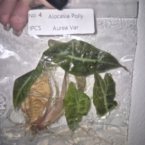 Alocasia Polly Aurea Var Tissue Culture 1 PCS
