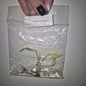 Monster Mint Tissue Culture 1 PCS