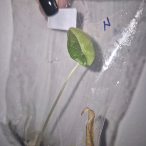 Alocasia Maharani Aurea Tissue Culture 1 PCS