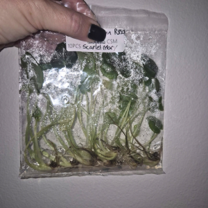 Caladium Scarlet Mary Tissue Culture 10 PCS