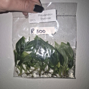 Philodendron Sharoniae San Antonio Tissue Culture 10 PCS