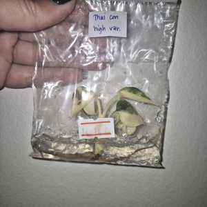 Monstera Thai Con High Var Tissue Culture 1 PCS
