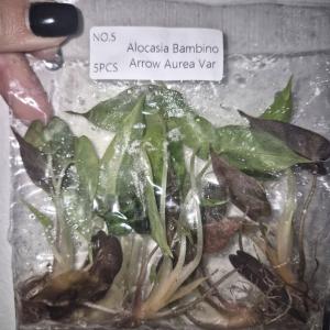Alocasia Bambino Arrow Aurea Var Tissue Culture 5 PCS