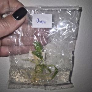 Anthurium Warocqueanum Tissue Culture 1 PCS