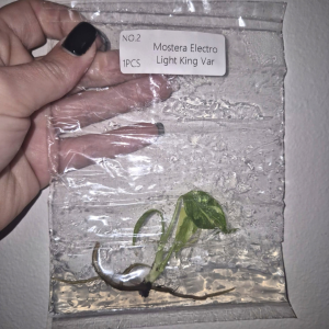 Monstera Electrolyte King Tissue Culture 1 PCS