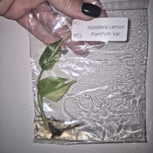 Monstera Lemon PomPom Var Tissue Culture 1 PCS