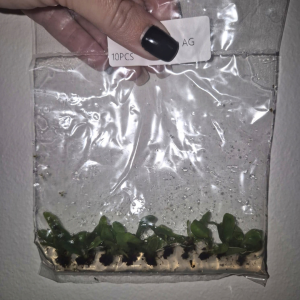 Platycerium Alcicorne Gorgon Tissue Culture 10 PCS