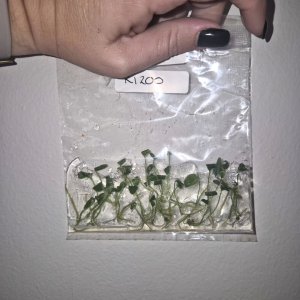 Anthurium Wendlingeri Tissue Culture 10 PCS