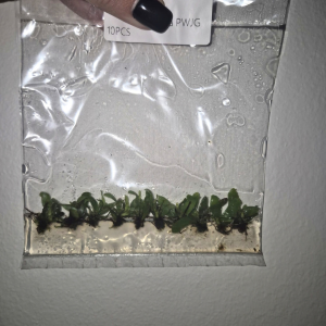 Platycerium Willinckii Jade Girl Tissue Culture 10 PCS