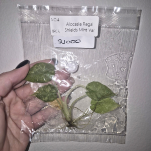 Alocasia Regal Shield Mint Var Tissue Culture 1 PCS