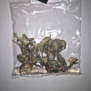 Anoectochilus Roxburghii 'Golden Heart' Tissue Culture 10 PCS