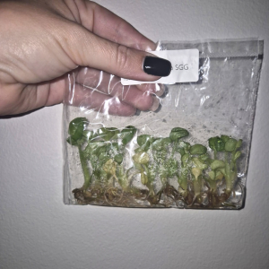 Syngonium Grey Ghost Tissue Culture 10 PCS