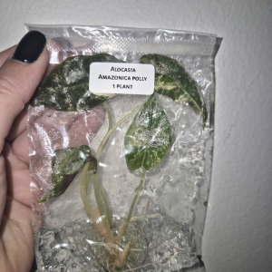Alocasia Amazonica Polly Tissue Culture 1 PCS
