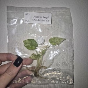 Alocasia Regal Shield Mint Var Tissue Culture 1 PCS