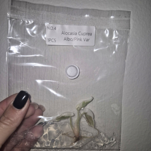 Alocasia Cuprea Albo/Pink Tissue Culture 1 PCS