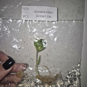 Alocasia Melo Golden Var Tissue Culture 1 PCS