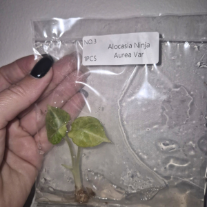 Alocasia Ninja Aurea Variegated Tissue Culture 1 PCS