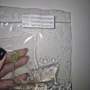 Alocasia Maharani Golden Var Tissue Culture 1 PCS