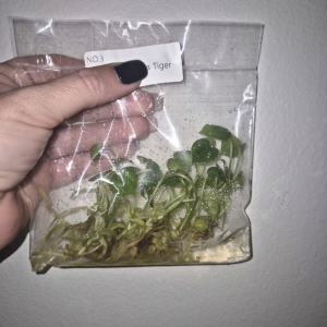 Anthurium Clarinervium Hybrid Sulanjana X Silver Tiger Tissue Culture 10 PCS