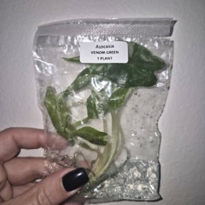 Alocasia Venom Tissue Culture 1 PCS