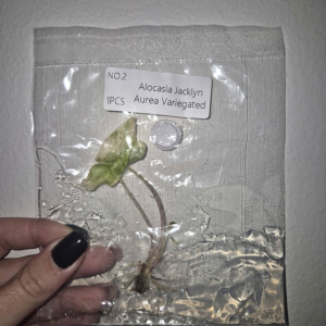 Alocasia Jacklyn Aurea Variegated Tissue Culture 1 PCS
