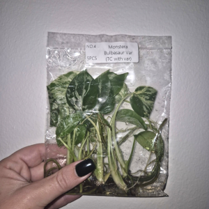 Monstera Bulbasaur Tissue Culture 5 PCS