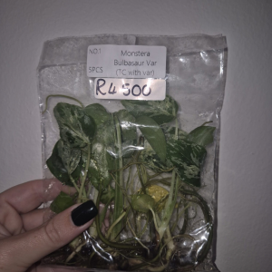 Monstera Bulbasaur Tissue Culture 5 PCS