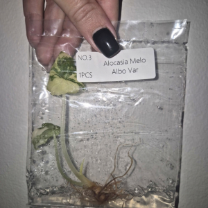 Alocasia Melo Albo Var Tissue Culture 1 PCS
