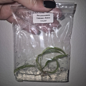 Philodendron Caramel Marble Tissue Culture 1 PCS