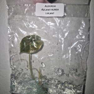 Alocasia Azlanii Aurea Tissue Culture 1 PCS