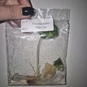 Alocasia Melo Albo Var Tissue Culture 1 PCS