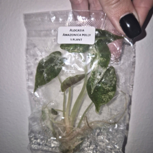 Alocasia Amazonica Polly Tissue Culture 1 PCS