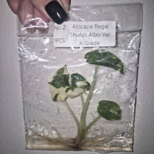 Alocasia Regal Shield Albo Var (A Grade) Tissue Culture 1 PCS