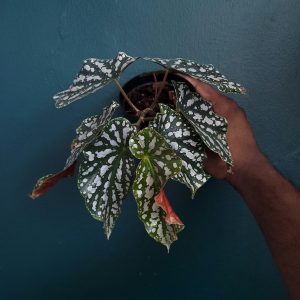 Begonia Sp.