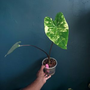 Colocasia Super Hybrid
