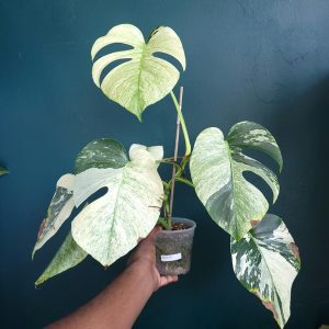 Monstera Borsigiana Mint